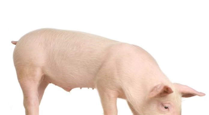 Quand le porc est une Bénédiction !!!