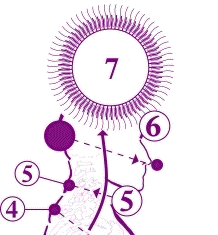 NOTICE IMPORTANTE DES FREQUENCES VIBRATOIRES CORANISEES